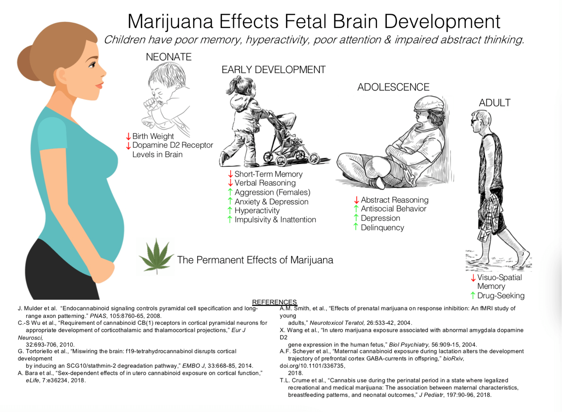 Marijuana Effects fetal brain